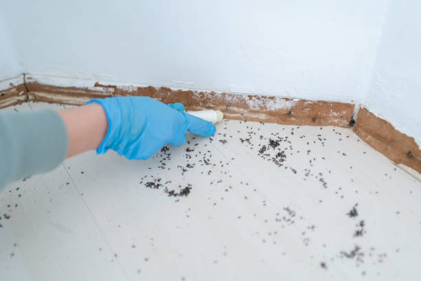 Best Flea Control Services  in Corydon, IN